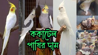 ককাটেল পাখির দাম । মিউটেশন অনুযায়ী ককাটেল পাখির দাম । ১ জোড়া ককাটেল পাখি পালনে খরচ কেমন RoufAgro [upl. by Yodlem]