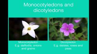 Classification of plants [upl. by Adnima]