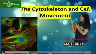 Cytoskeleton and Cell Movements Lecture35 Cell Biology Sliding Filament Theory Myosin proteins [upl. by Burchett]