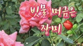 🩷빗물 머금은 장미꽃🌹 소나기 비요일 일상240905 [upl. by Towny]