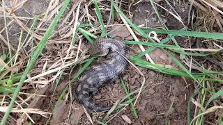 BLUE TONGUE 04 01 2017 BACKYARD [upl. by Cullin531]