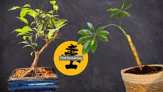 Care and Pruning Revitalizing My Bonsai Trees amp Projects [upl. by Laetitia17]