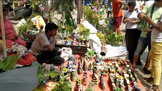 ভালো ভালো Cactus Indoor Plants সস্তায় এই মার্কেটে কোথায় পাবেন Galiff Street Plant Market Kolkata [upl. by Odraboel]