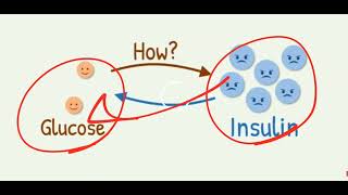 Pharmacology3 Antidiabetic Drug [upl. by Inaniel]