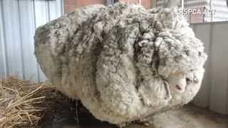 Overgrown sheeps life is saved after 40kg of wool is removed [upl. by Jaquenetta]