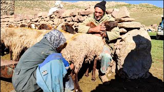 Milking the sheep of Iranian nomads [upl. by Kudva210]