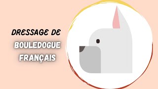 Comment Dresser Un Chiot Bouledogue Français [upl. by Hamilton]