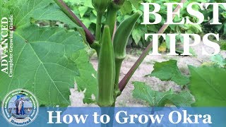 How To Grow Okra  ADVANCED Growing Guide [upl. by Agrippina]