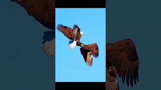 Eagle vs eagle fight 😱😱🦅🦅 shorts youtubeshorts eagle [upl. by Navad]