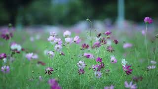 Natural Gardens Flowers  Background flowers  No copyright video  Download And Export [upl. by Carlton]