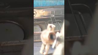 Clean all parts of gas stove then gas burn high problem solve fixed youtubeshorts shorts [upl. by Stag]