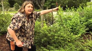 How to Prune Ilex crenata  Instructional Video w Plant Amnesty [upl. by Brear184]