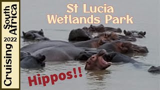 St Lucia Wetlands Park  Hippos  Richards Bay South Africa [upl. by Ehtyaf774]