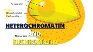 heterochromatin and euchromatin [upl. by Godrich634]