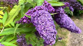 Buddleia davidii Empire Blue Butterfly Bush [upl. by Anesusa798]