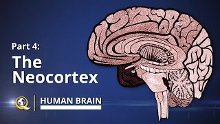 Neocortex  Human Brain Series  Part 4 [upl. by Anal]