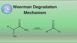 Weerman Degradation Mechanism  Organic Chemistry [upl. by Mages820]