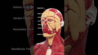 🌟 Discover the Fat Pads of the Face 🌟 anatomy meded 3danimation [upl. by Ailicec]