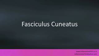 Pronunciation of the words quotFasciculus Cuneatusquot [upl. by Ayekehs]