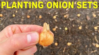 Planting Onion Bulbs A Complete Guide From Start To Finish [upl. by Sternlight]