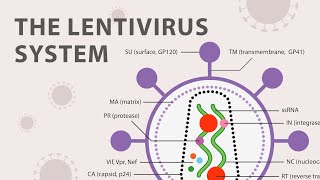 The Basics of the Recombinant Lentivirus System [upl. by Pulcheria]