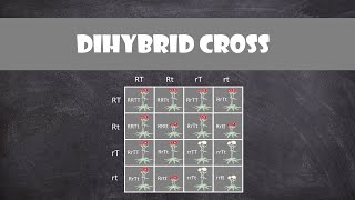 Dihybrid Cross  Genetics [upl. by Sosthina]