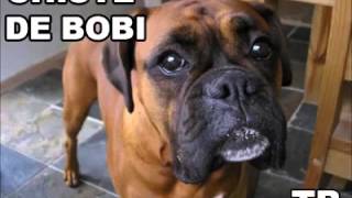 Chiste de Boby el perro [upl. by Aceissej]