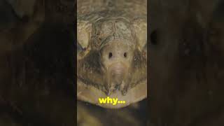 Turtles versus tortoises they’re not the same and here is why￼￼ [upl. by Eidahs]