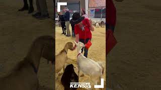 Meet the animals up close at the San Antonio Stock Show amp Rodeo [upl. by Reynolds]