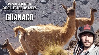 Guanacos en la Cordillera de los Andes 4K Lama guanicoe [upl. by Leoj853]