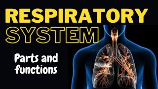 Parts and Functions of the respiratory system [upl. by Mathre]