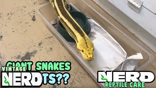 GIANT SNAKES AS PETS RETICULATED PYTHONS OR BURMESE PYTHONS [upl. by Federico947]