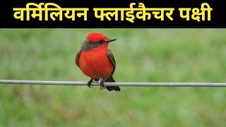 वर्मिलियन फ्लाईकैचर पक्षी से जुड़े रोचक तथ्य  Unknown Facts About Vermilion Flycatcher Bird in Hindi [upl. by Ynafets]