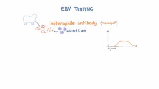 Epstein Barr Virus EBV Diagnosis and Testing [upl. by Ardnac]