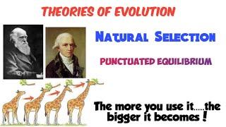 Theories of evolution  Lamarck  natural selection law of use and disuse [upl. by Washington977]