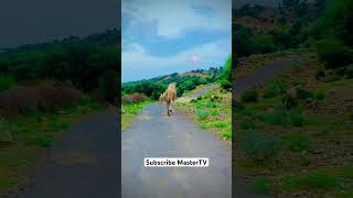 🐪camel and his kids shortsvideomountainlifeviralvideoyoutube [upl. by Cela]