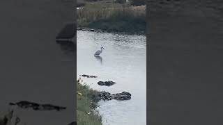 Rasping calls of a Snowy egret [upl. by Maddi208]