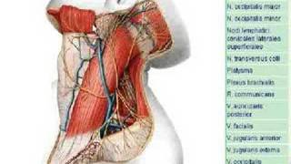 Regio retromandibularis [upl. by Neff]