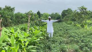 Setting Up Of Food Forest Hindi  Setup Of Big Medium amp Small Trees  Seasonal Intercropping [upl. by Veronique]