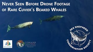 Never before seen drone footage of Cuviers Beaked Whales [upl. by Knuth638]