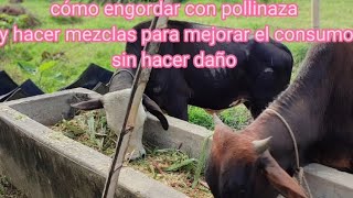 ALIMENTACIÓN DE TORETES CON POLLINAZA Y SILO [upl. by Hada496]