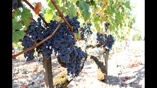 Grape Harvest 2018 in Margaux at Château du Tertre 1855 Grand Cru of Bordeaux [upl. by Fleming]