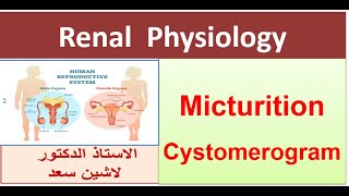 Micturition Reflex  Cystometrogram  Part 2 [upl. by Goines390]