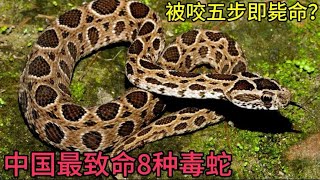 中国8种最致命毒蛇，眼镜王蛇进不了前三，你觉得哪种蛇最毒？ [upl. by Rumery]