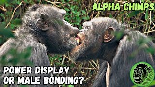 Alpha Chimps In Crazy Headlock  Power Display or Male Bonding [upl. by Lamrouex]