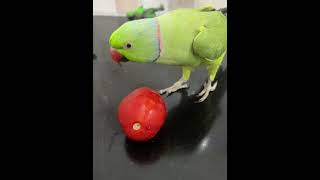 parrotparrotvideostrendingshortsviralshortsforyoutrendingviralvideostrendingvideosytshorts [upl. by Nylkoorb757]