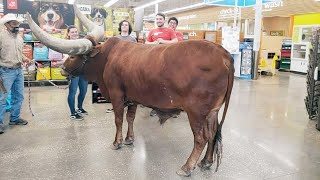 Only in Texas Longhorn in Petco [upl. by Simmie543]