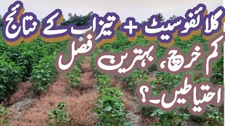 How to improve Glyphosate Efficiency  Glyphosate amp acid spray results  weeds control in cotton [upl. by Benni]