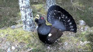 Wild Capercaillie display  Scotland Feb 2012 [upl. by Yrogerg]