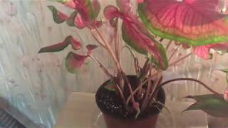 Caladium Update Pruning and Letting Go [upl. by Suiradel]